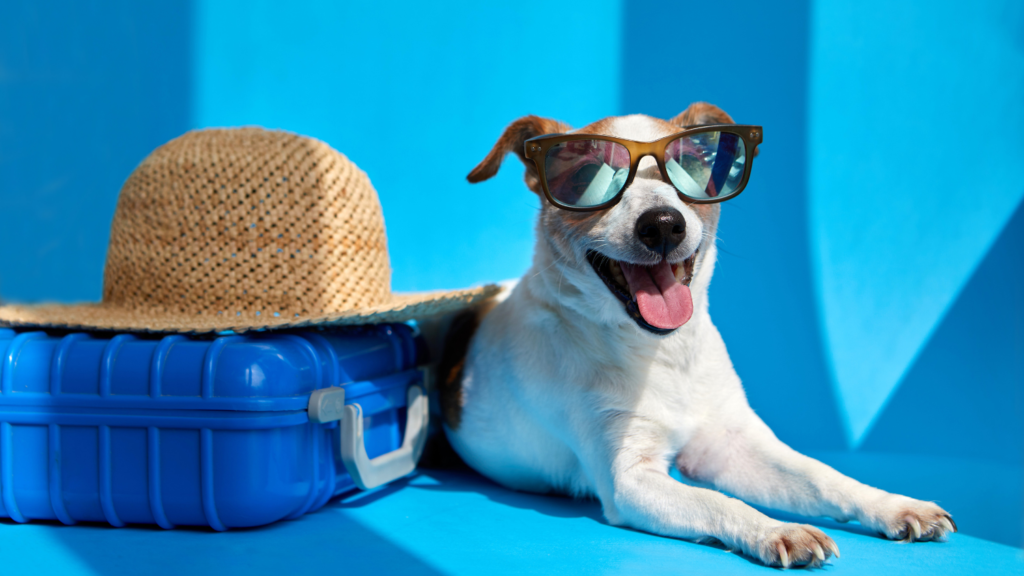 Vet Home Certs: Easy Pet Health Certificates at Your Fingertips