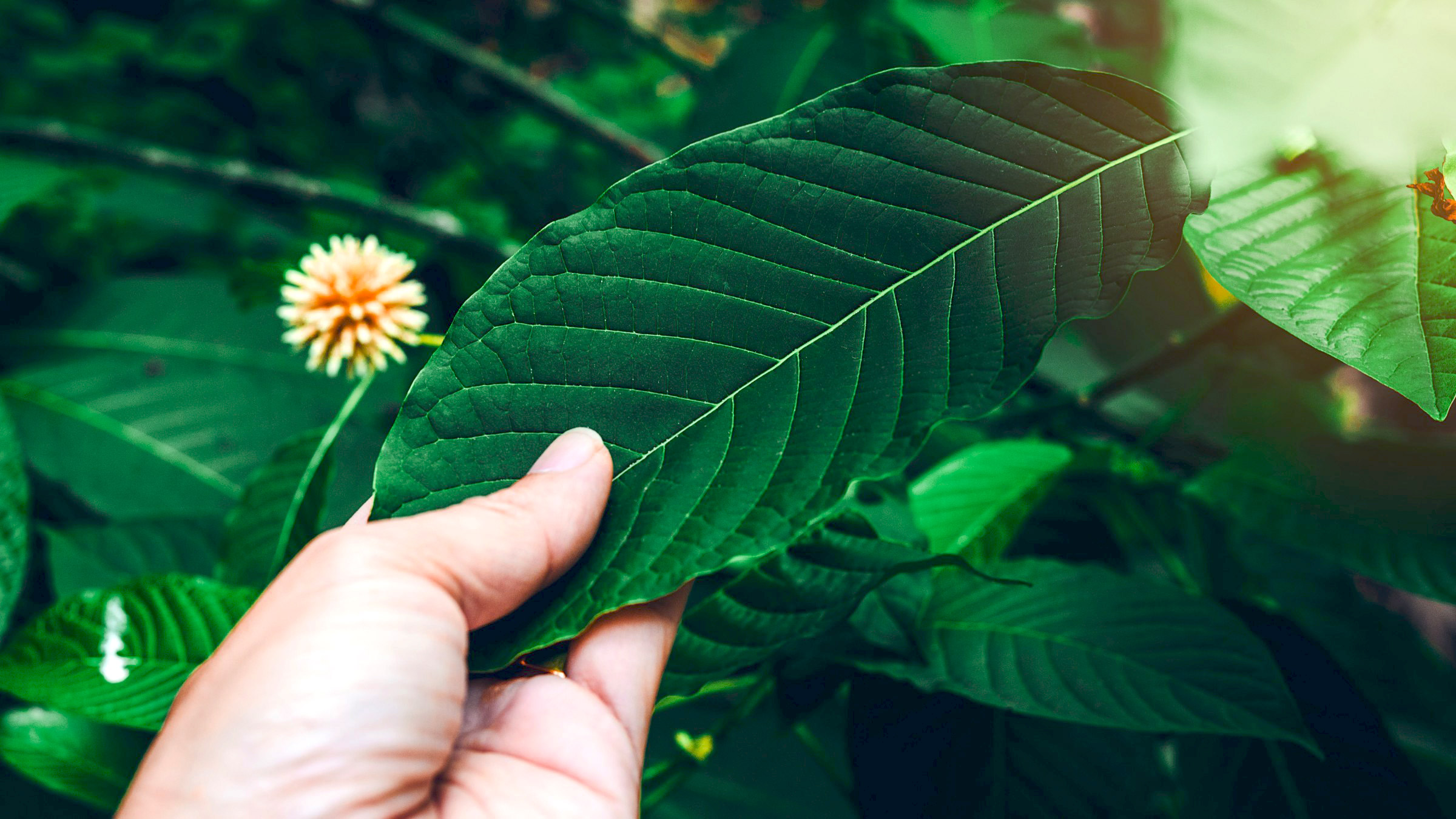 Discover Traditional Thai Kratom Tea in Chiang Mai