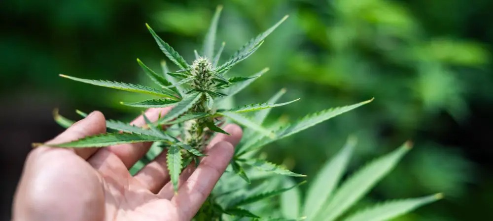 Clubs Cannabis Madrid – Marijuana Madrid Made Easy