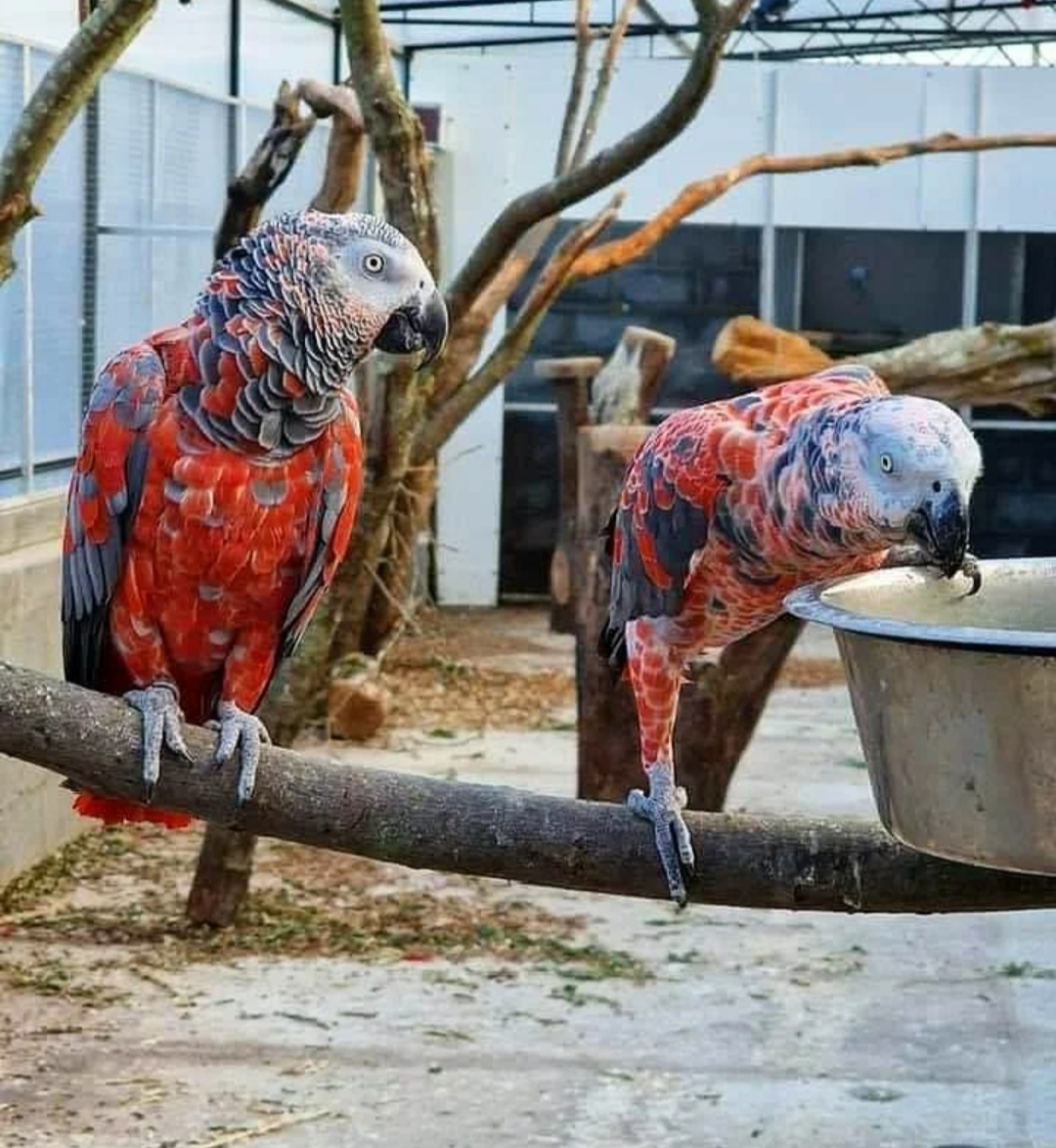 Exotic birds – Secure Purchase Amazing Birds Farm