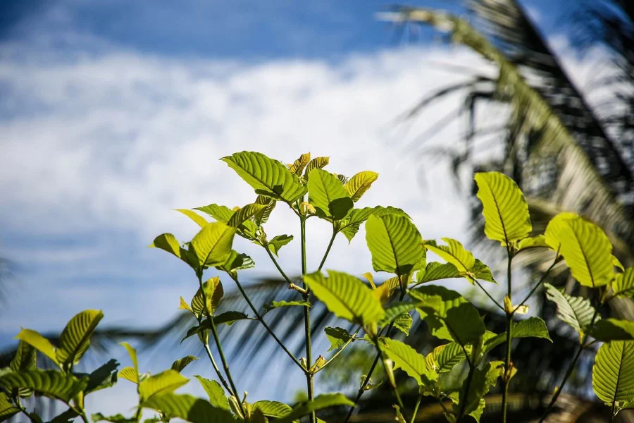 Kratom Thailand: Quality Assurance and Authenticity Tips