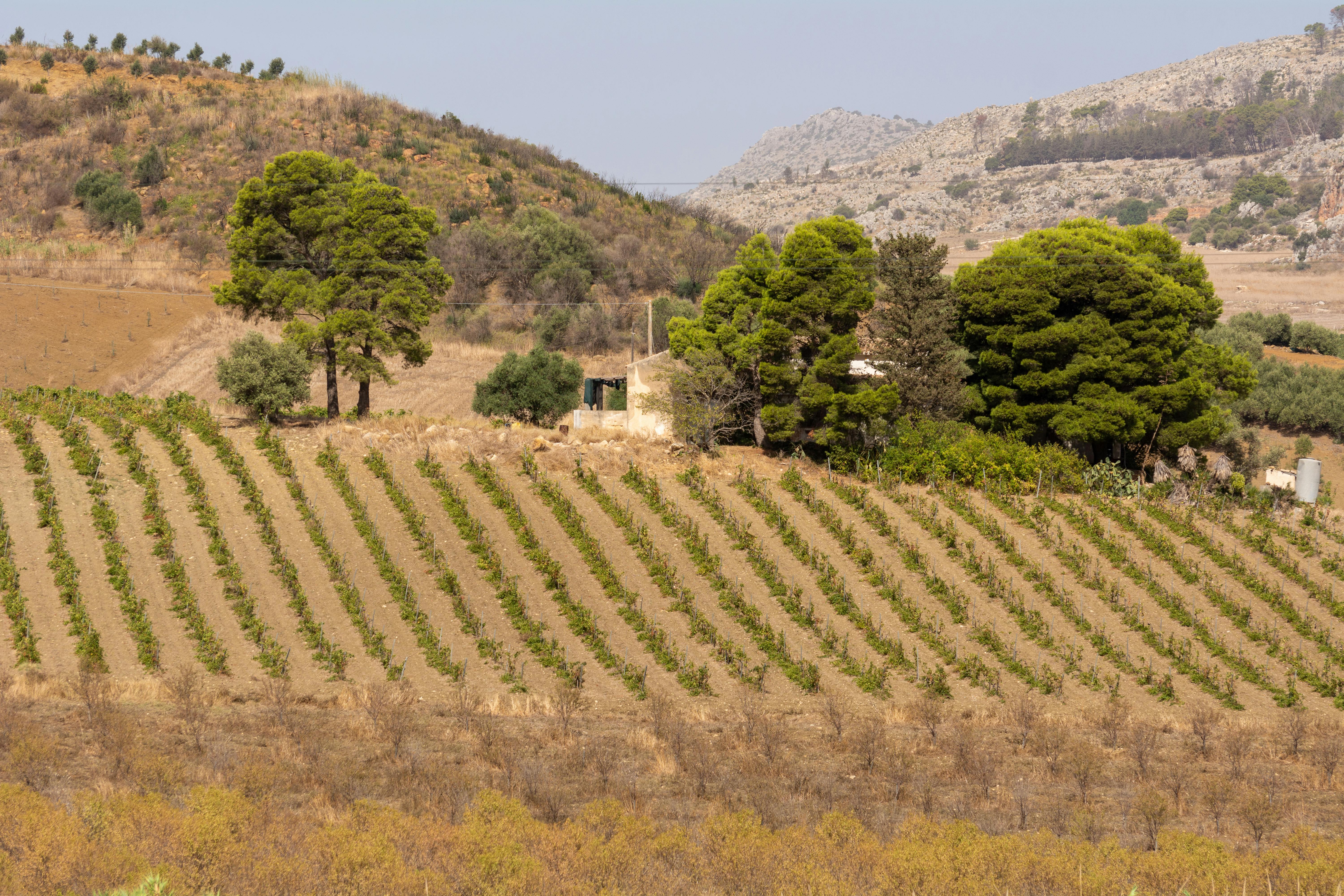The History and Heritage of Sacramento Wineries