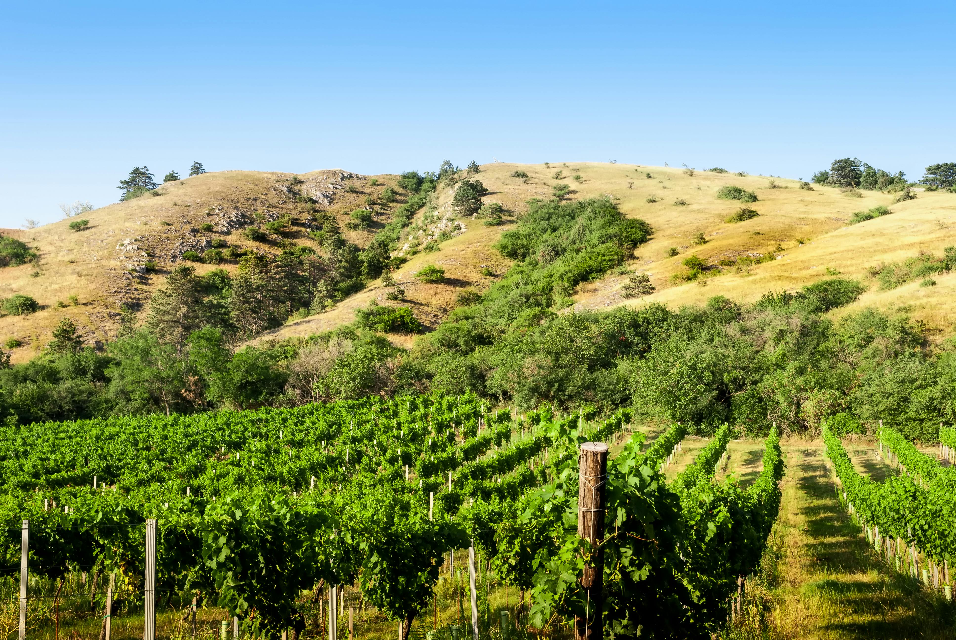 Exploring the Best California Wineries Beyond Napa