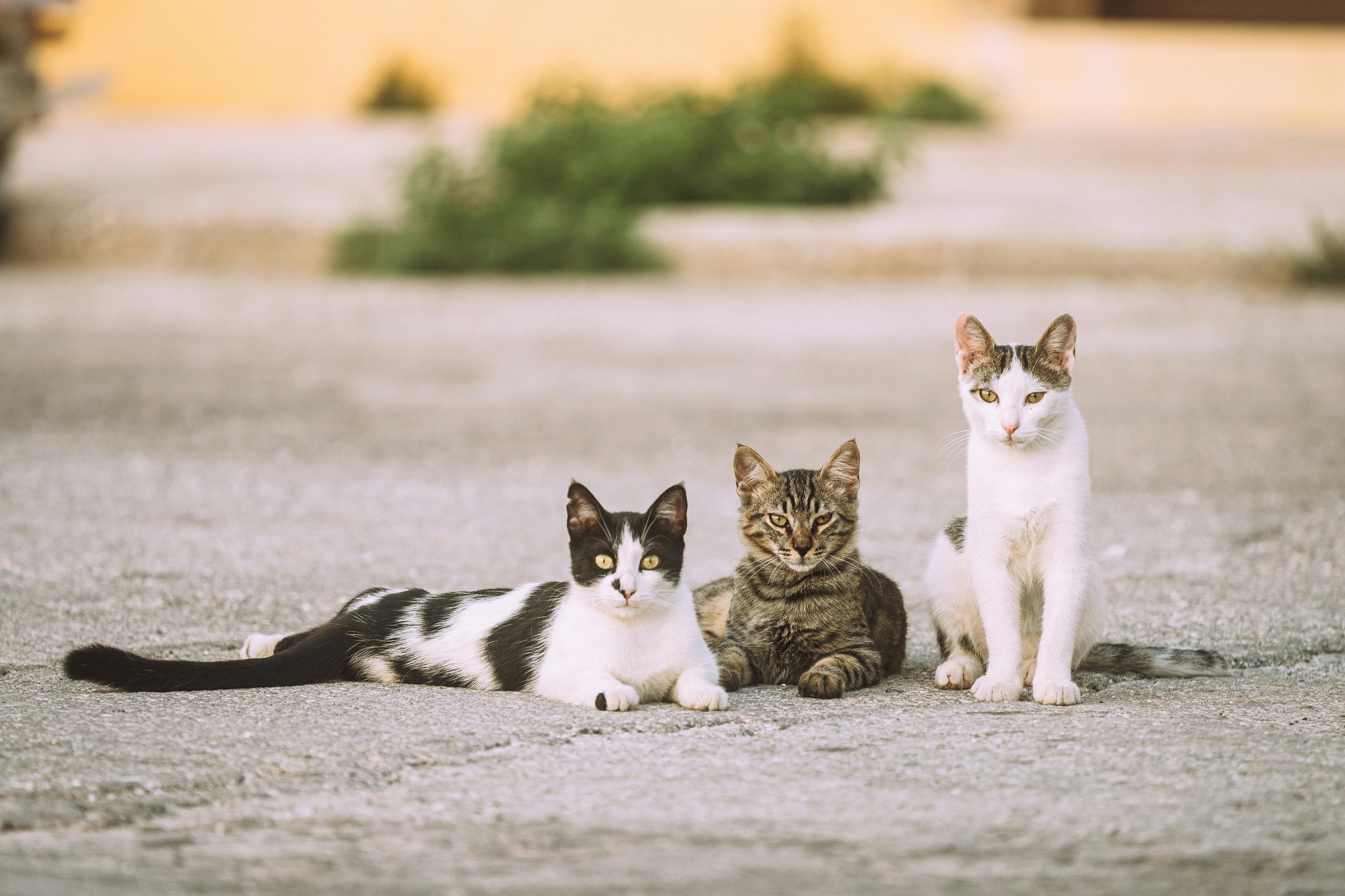Maine Coon Kittens for Sale San Francisco Bay Area at Amore Cattery